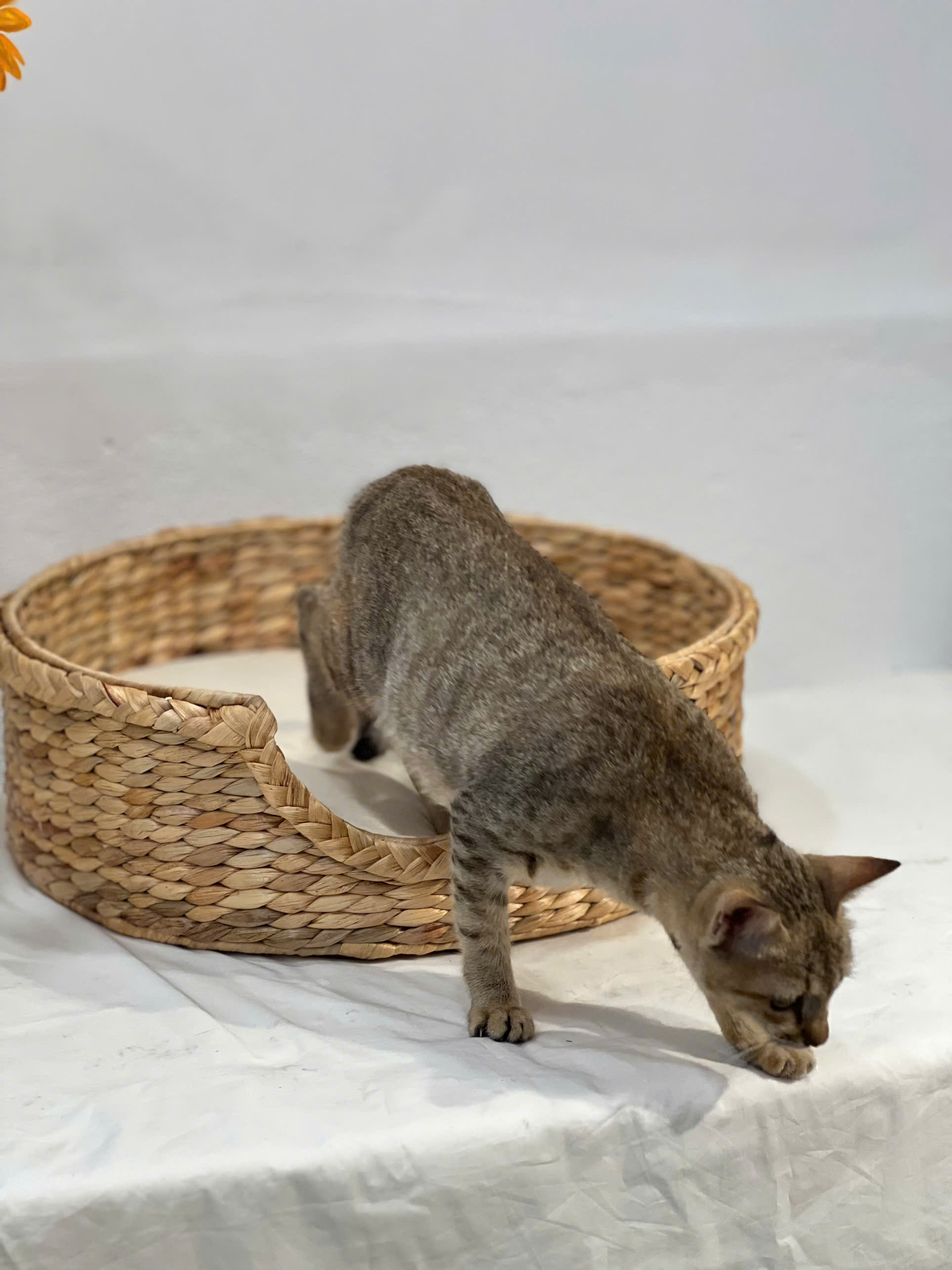 CÔNG TY TNHH MÂY TRE LÁ LTL