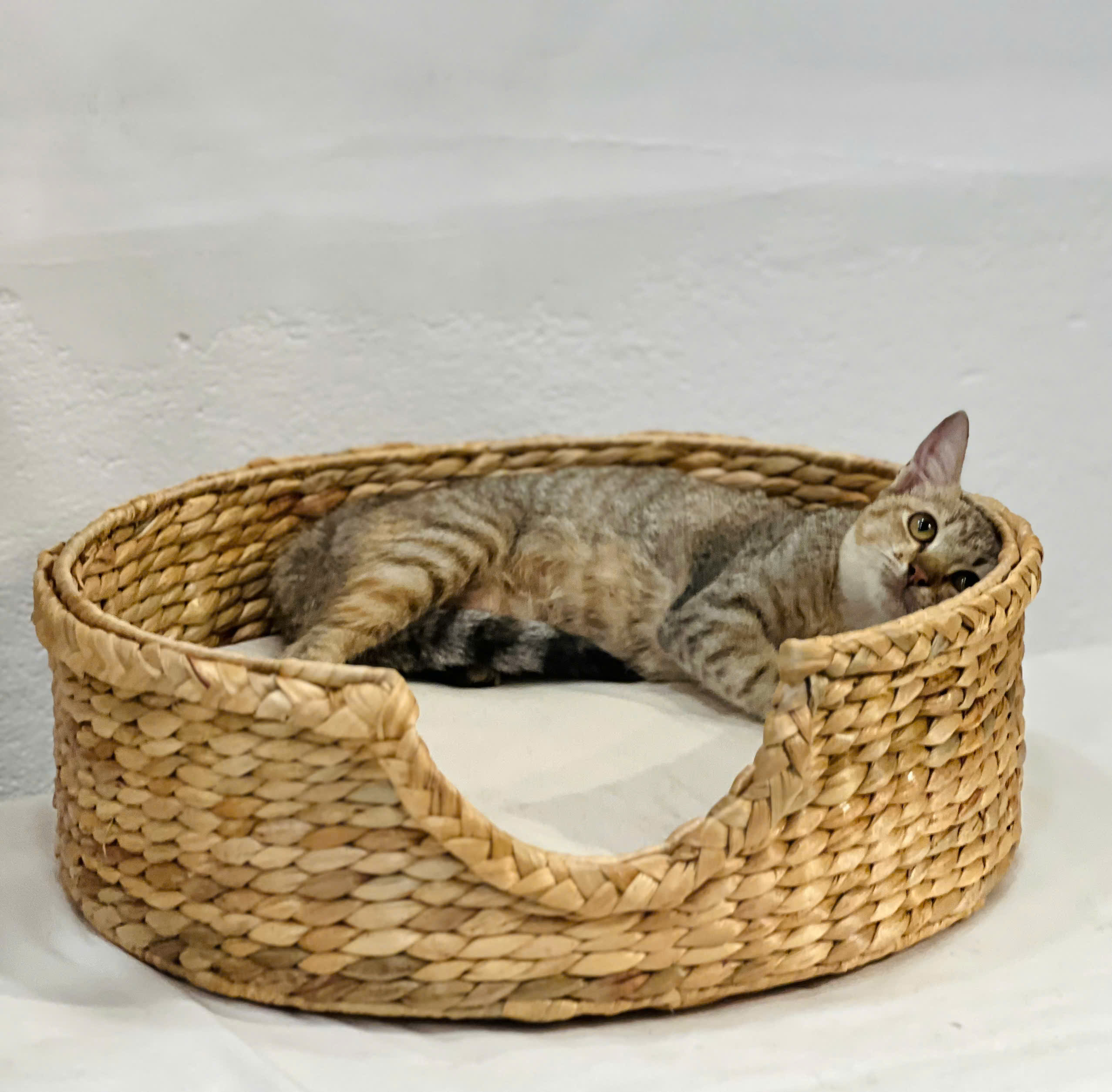 CÔNG TY TNHH MÂY TRE LÁ LTL